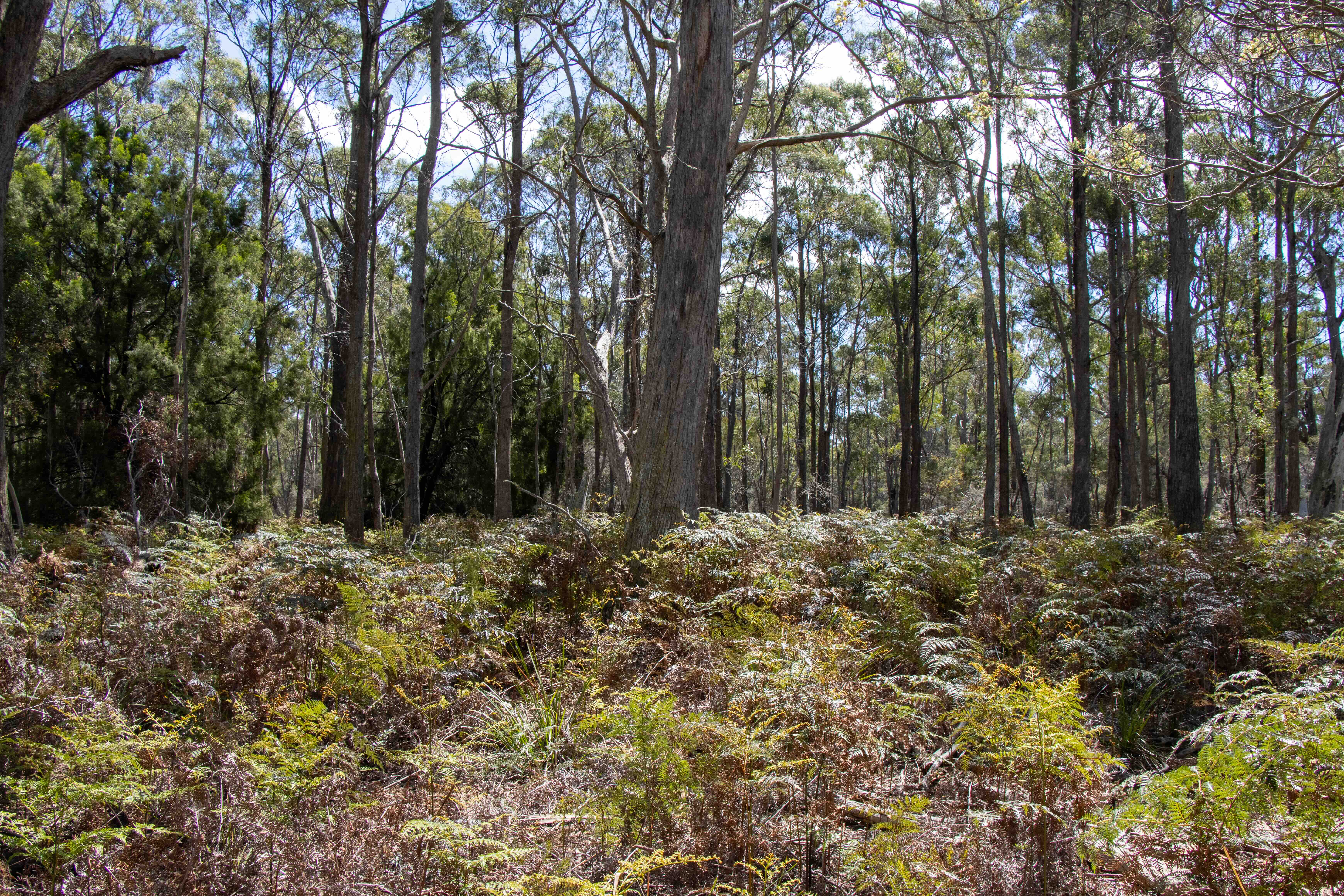 Dense forest with tall trees and green and brown ferns covering the forest floor under a partly cloudy sky.