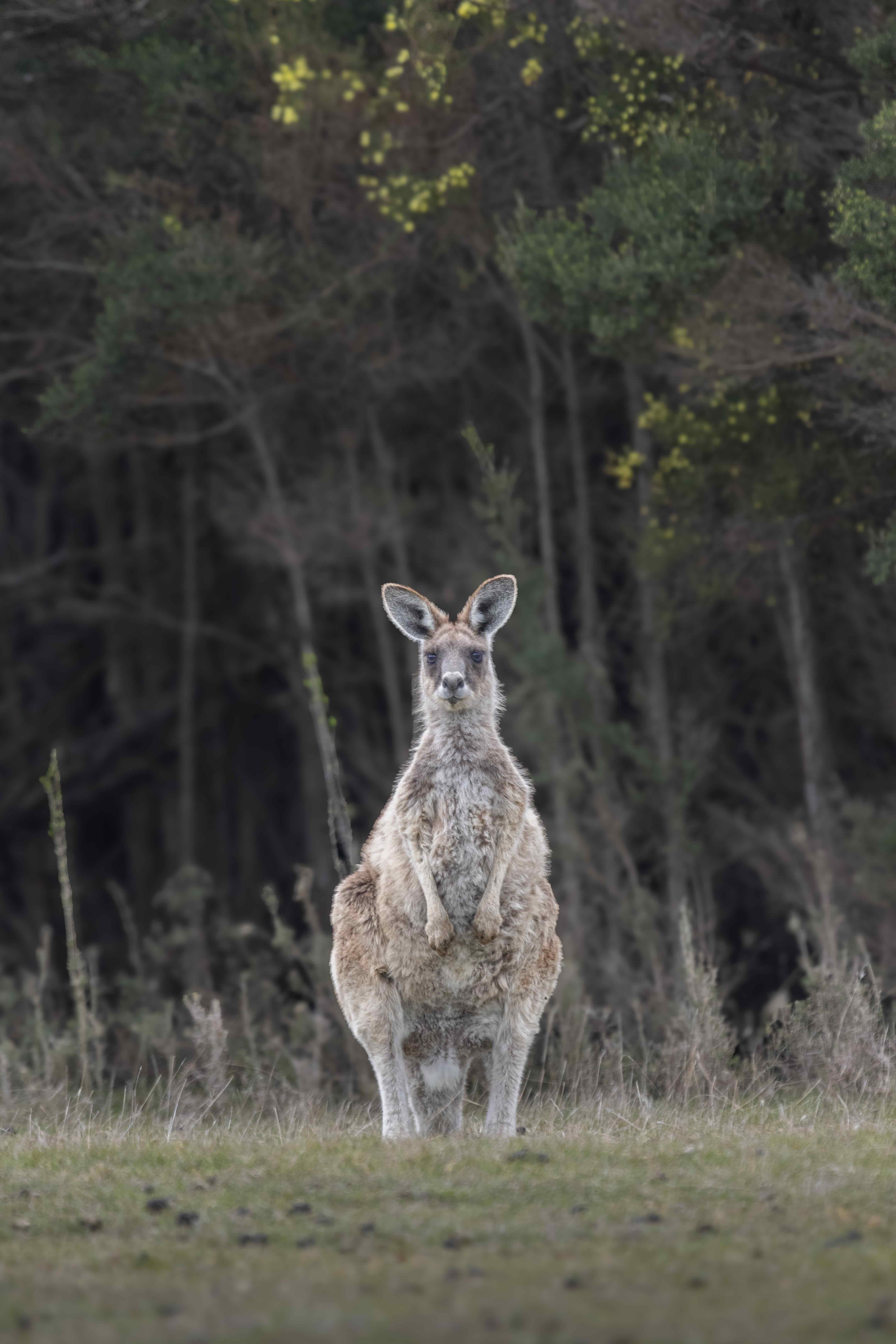 Adult kangaroo standing on grass with dense trees in the background.