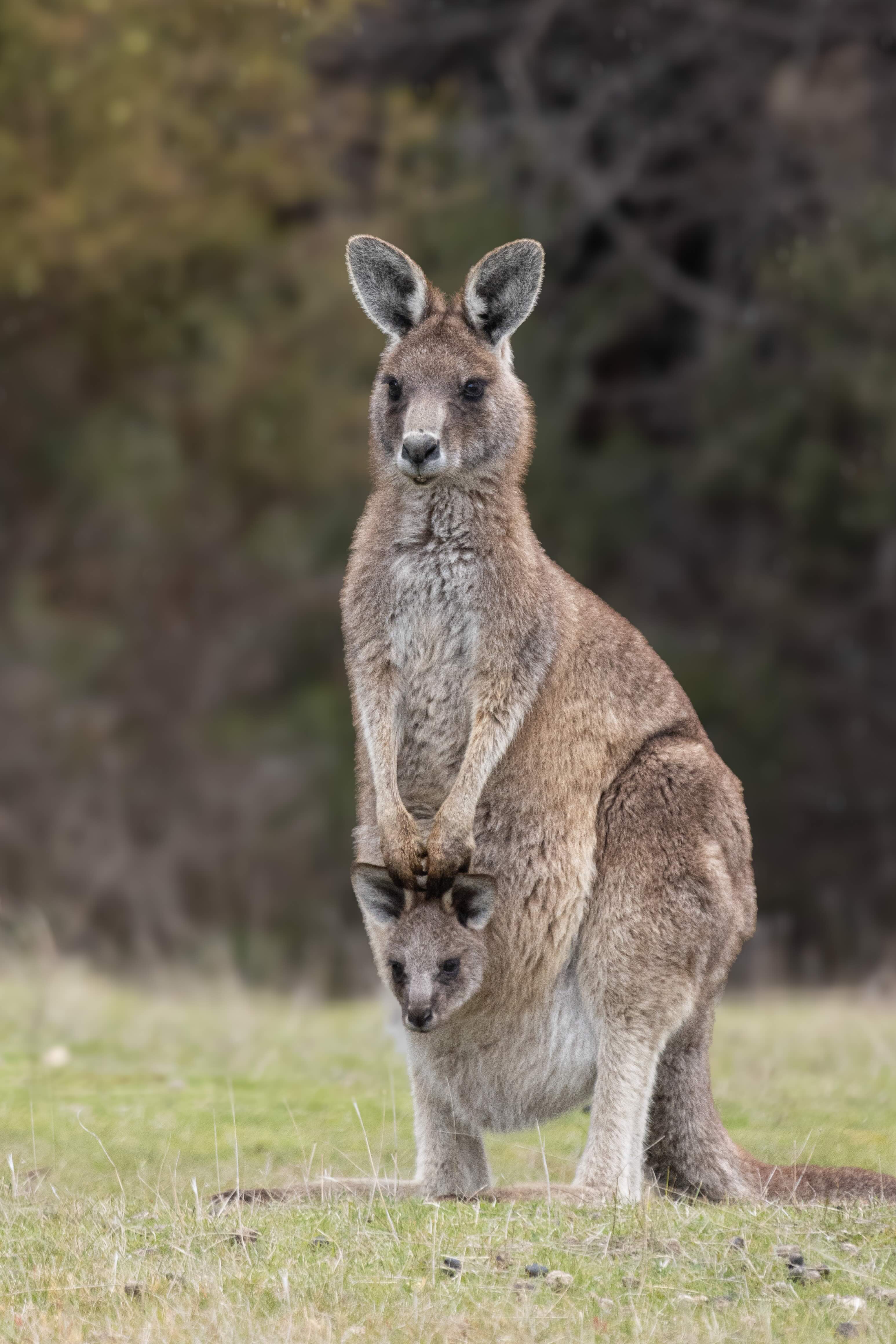 Adult kangaroo standing on grass with a joey peeking out from its pouch.
