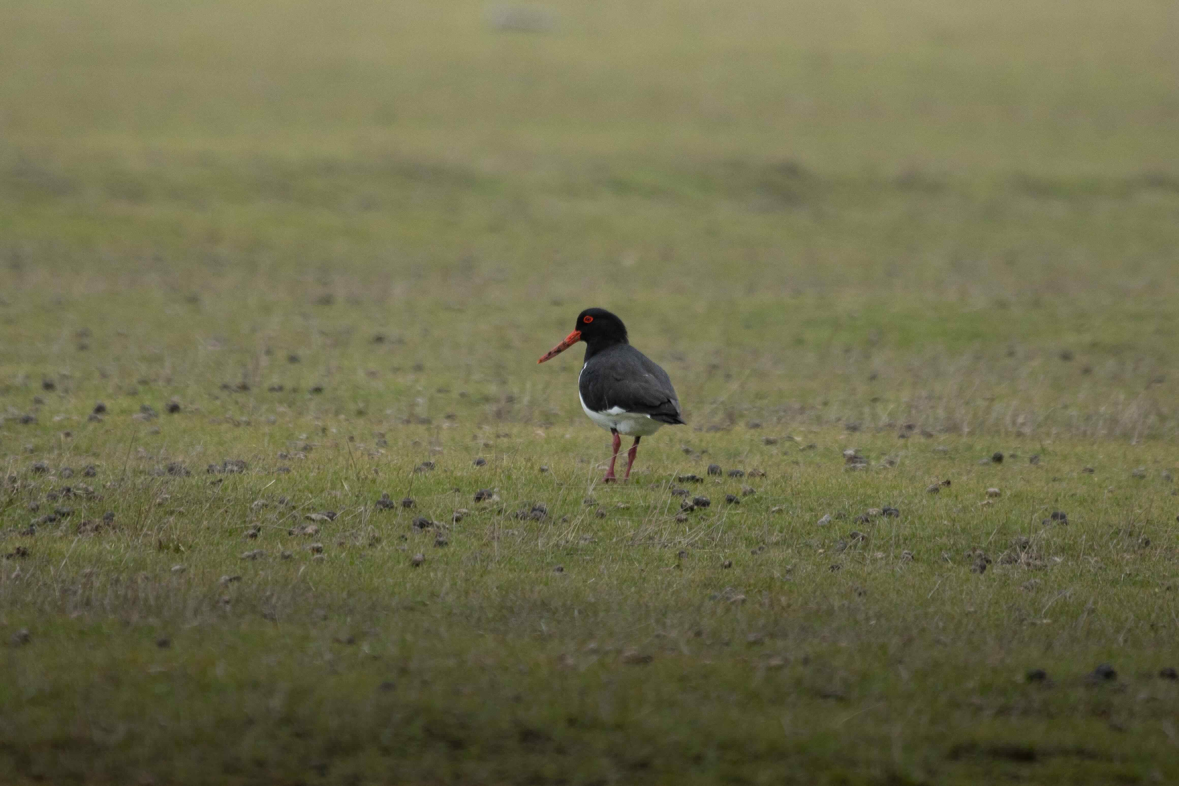 A black and white oystercatcher bird with a red beak and legs standing on green grass.