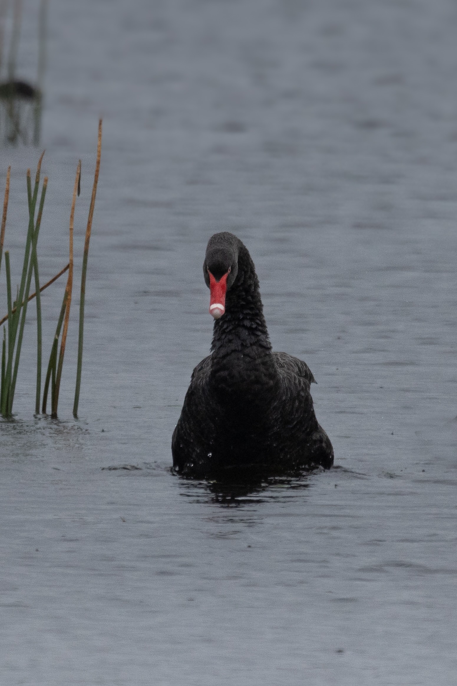 Black swan with a red beak swimming on calm water near tall reeds.