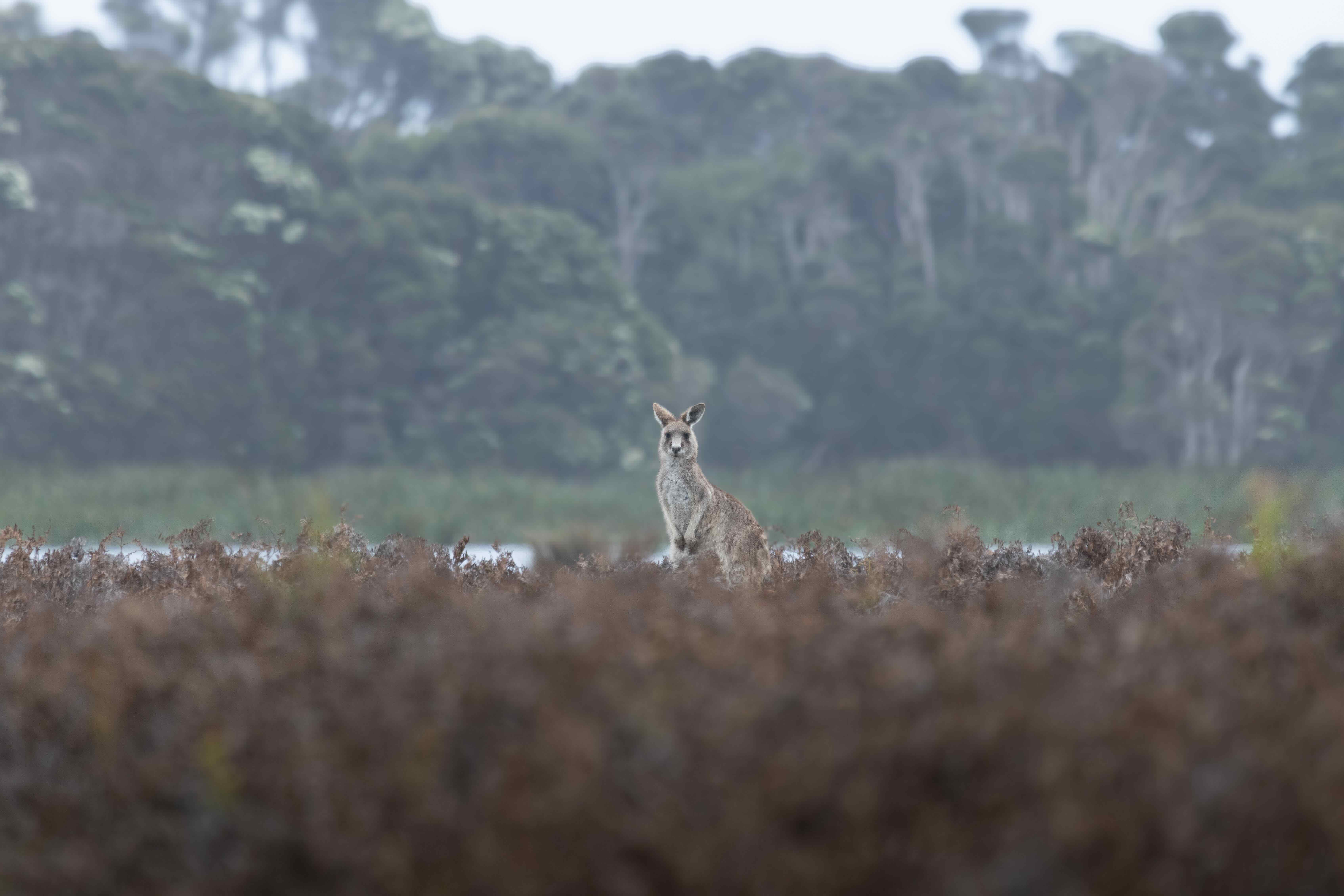 Kangaroo standing alert in a natural landscape with dense shrubbery and forest in the background.