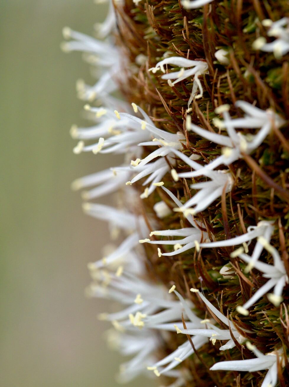 Close-up of white moss sporophytes with yellowish tips emerging from brown moss capsules.
